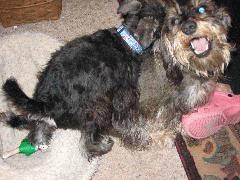 Harley and Buddy IMG_2989.JPG Harley and Buddy IMG_2989.JPG